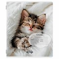 Тетрадь 18 л. BRAUBERG клетка, обложка картон, КОТЯТА, 107292 107292