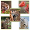 Тетрадь А5, 48 л., HATBER-ECO скоба, офсет №2 ЭКОНОМ, клетка, обложка мелованная бумага, "Дикий мир", 075790, 48Т5D1 404484 - фото 274618