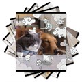 Тетрадь обложка пластик, А5, 48 л., скоба, клетка, ErichKrause, "Dream Cat" (микс в спайке), 54161 405266 - фото 274929